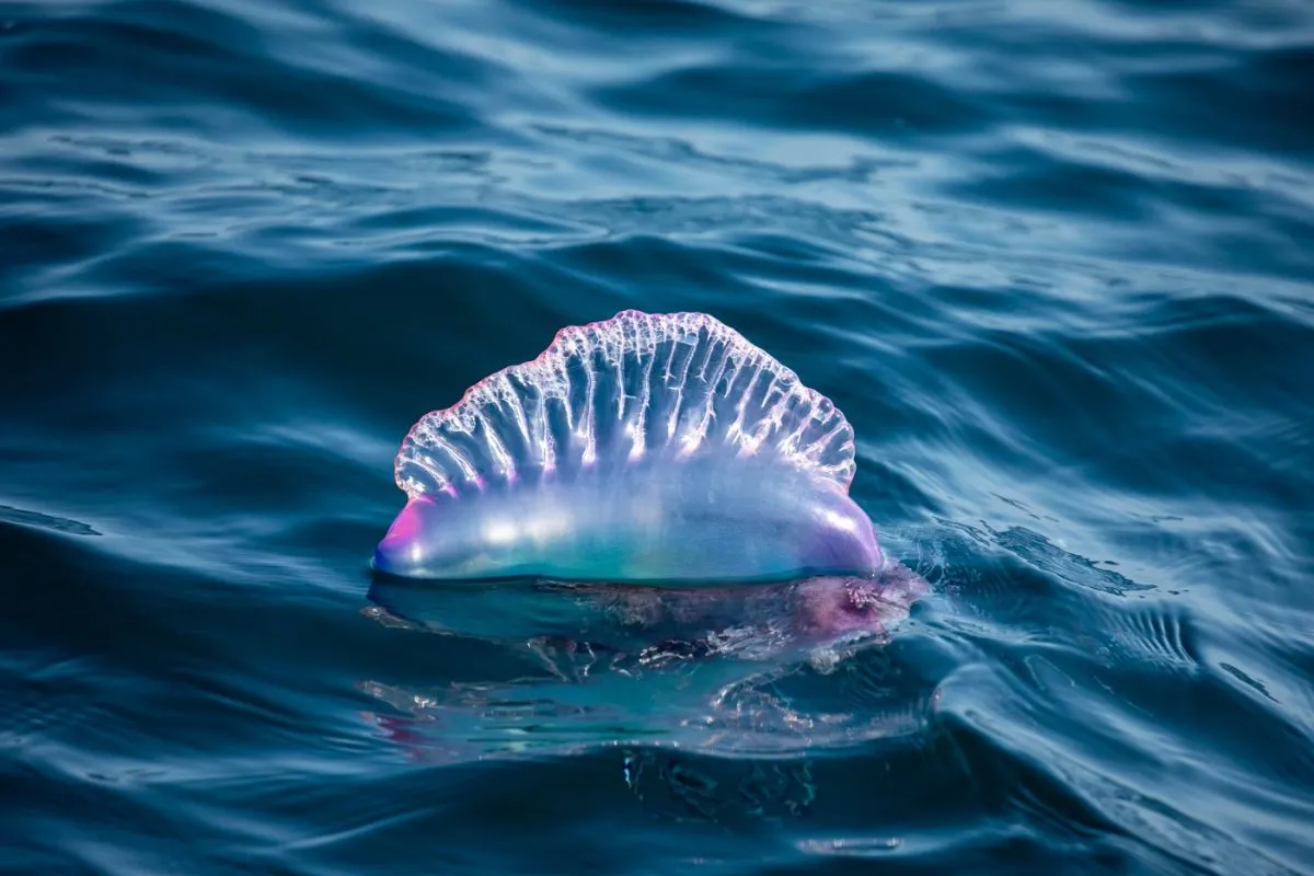Cet animal magnifique n'est pas une méduse mais il pullule tellement cet été que la Nouvelle-Aquitaine vient de fermer 2 plages