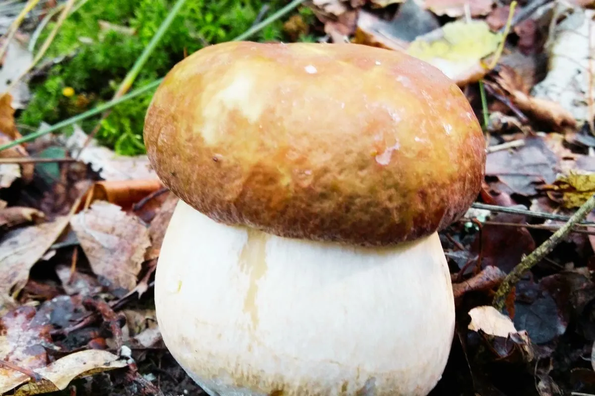 C'est de loin la plus grande région forestière de France où vous pourrez trouver des champignons avec 2,8 millions d'hectares : la Nouvelle-Aquitaine
