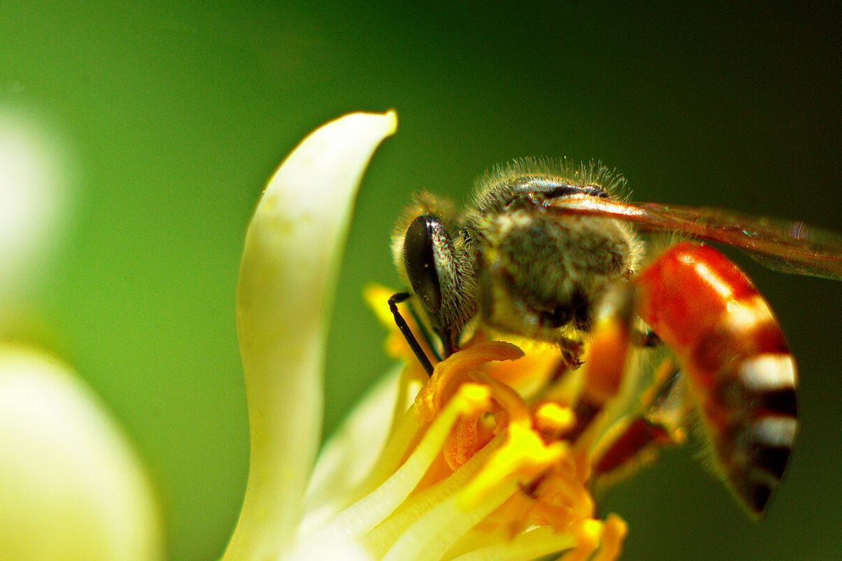 12478 abeilles rouges 1