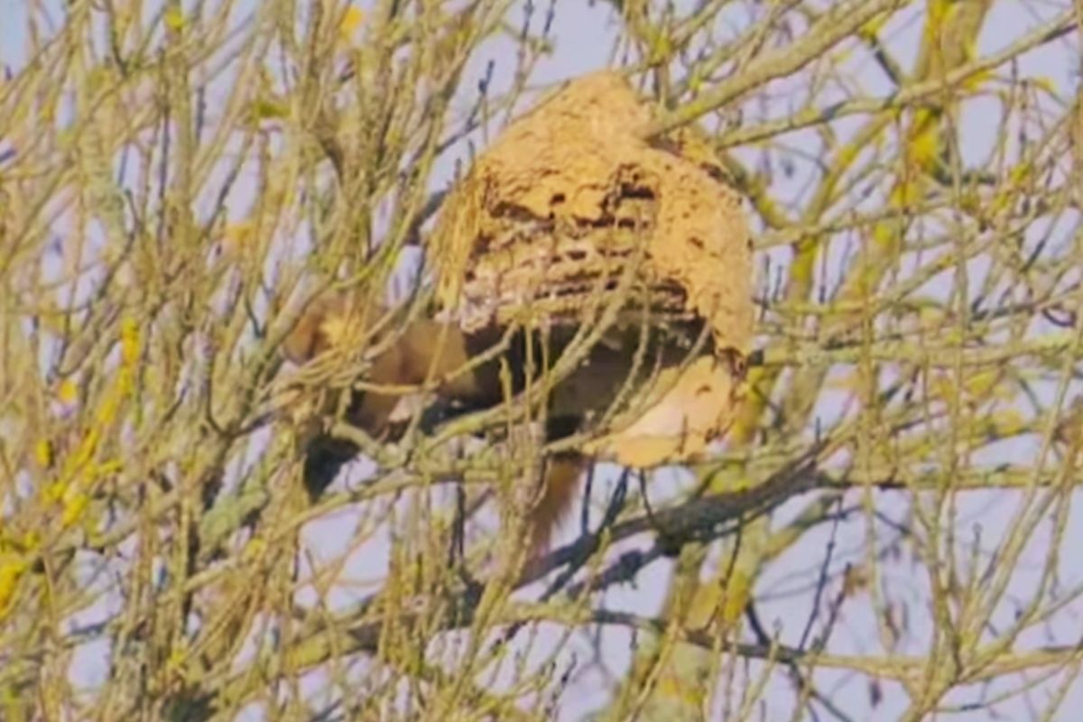 Autrefois considéré comme un nuisible, cet animal a été surpris en pleine attaque d'un nid de frelons asiatiques 