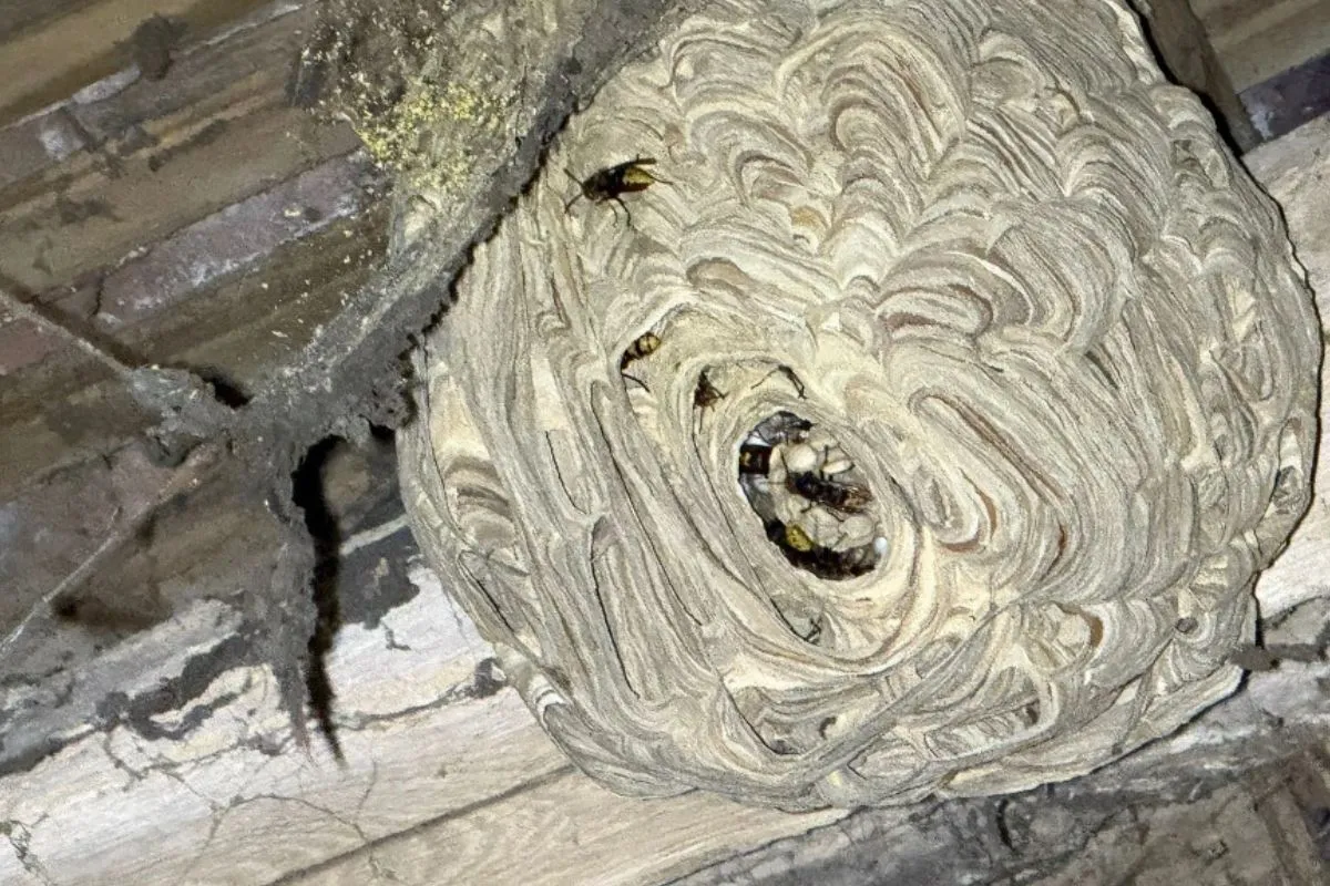 Le frelon asiatique vient de subir sa première défaite face à l'homme et le monde entier peut remercier la France grâce à cette invention d'un ancien ingénieur d'Airbus