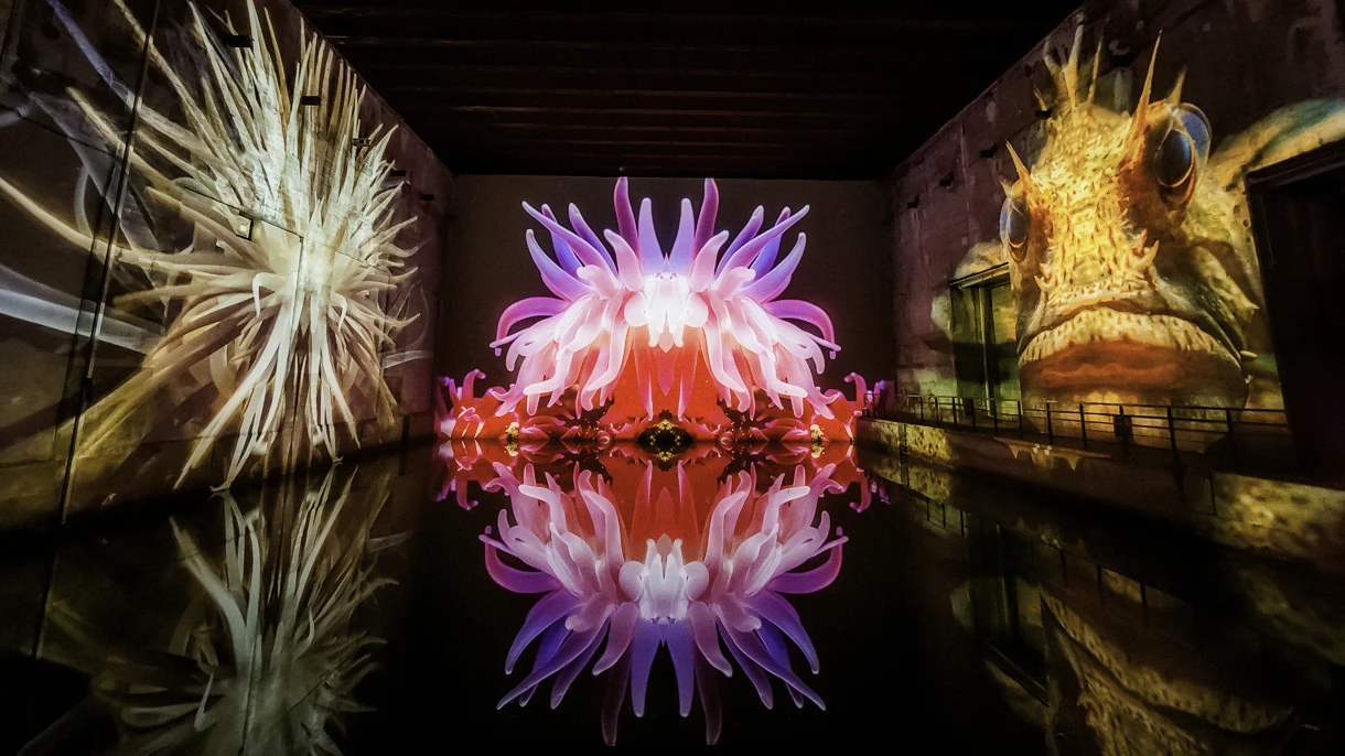 Odyssée bleue aux Bassins des Lumières , l'immersion dans le monde sous-marin où la beauté des abysses s’invite à Bordeaux