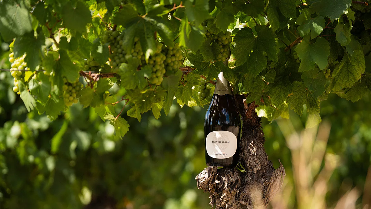 French Bloom pose ses racines à Limoux et change l’avenir des effervescents sans alcool