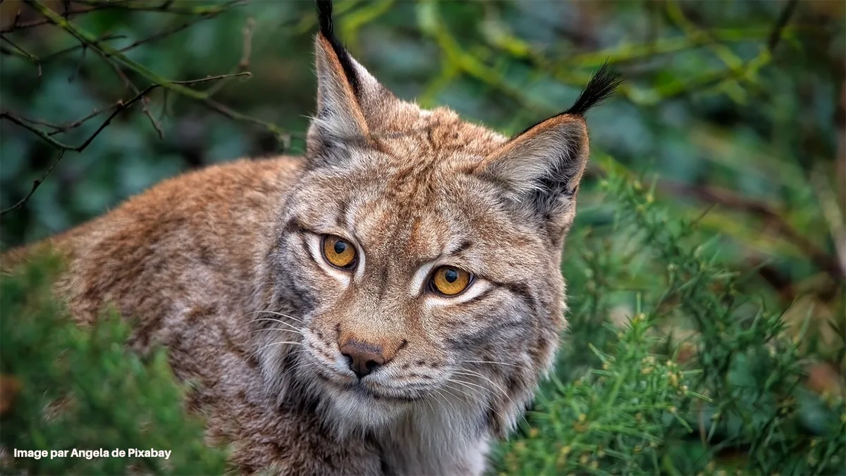 Comment la France protège 474 espèces menacées grâce à 76 plans d'action