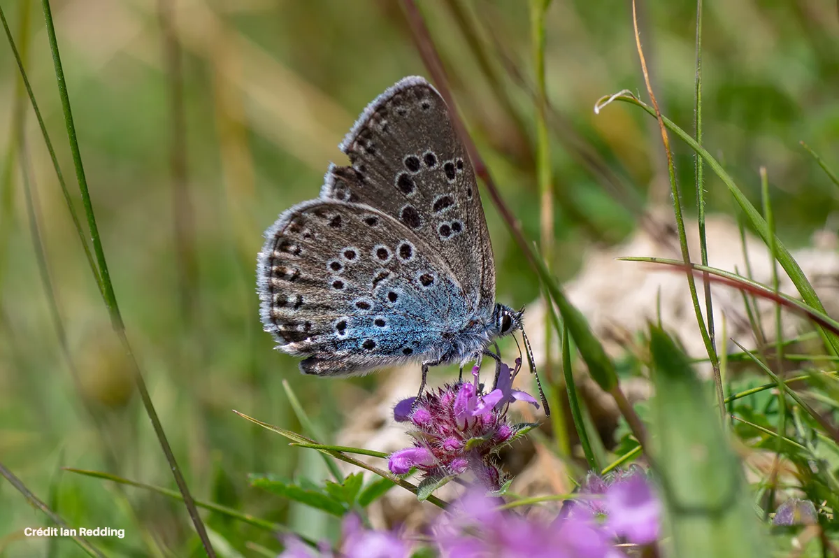 La stratégie française qui redonne espoir aux espèces en danger