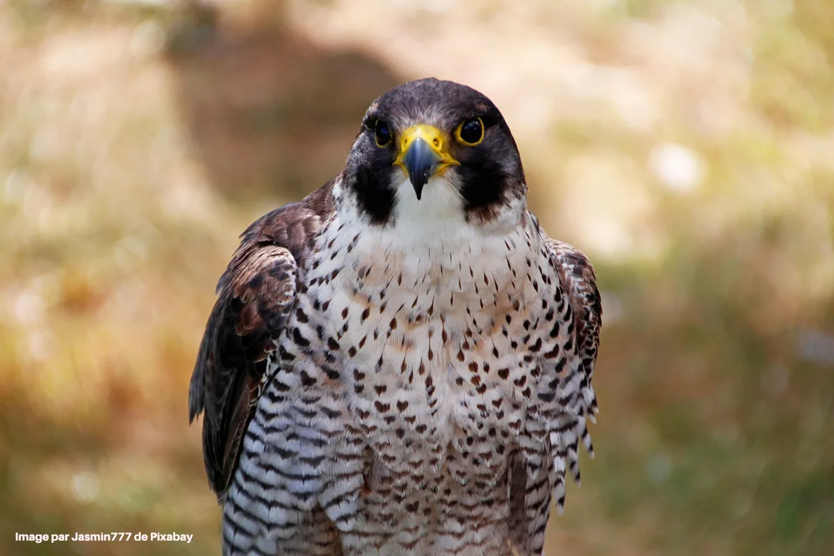 Biodiversité : comment 76 plans d'action protègent la nature près de chez vous