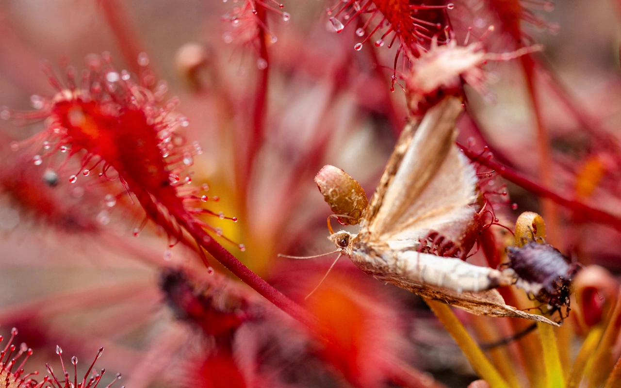 Cette plante carnivore pousse naturellement à un endroit bien spécifique de la Nouvelle-Aquitaine et vous risquez d'en rencontrer pendant vos vacances