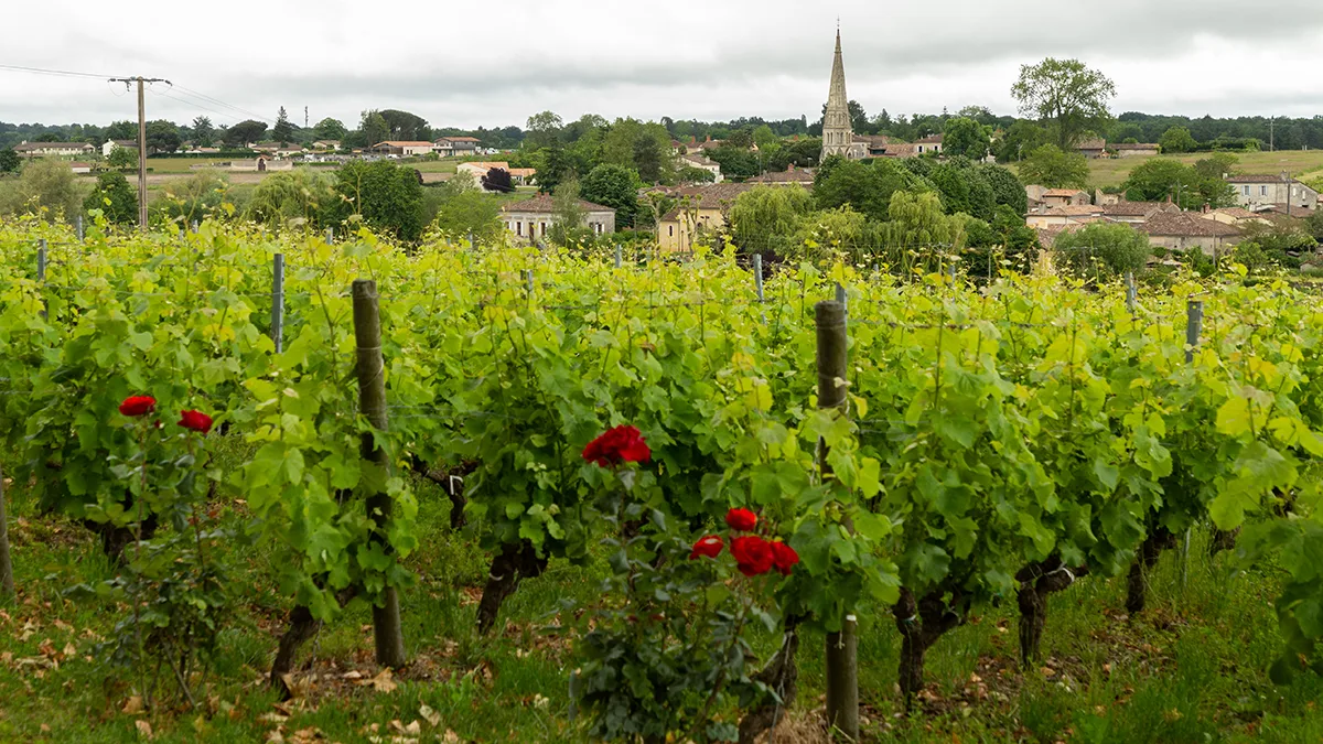 Climat, vins plus frais, gastronomie : le Sauternais écrit un nouveau chapitre