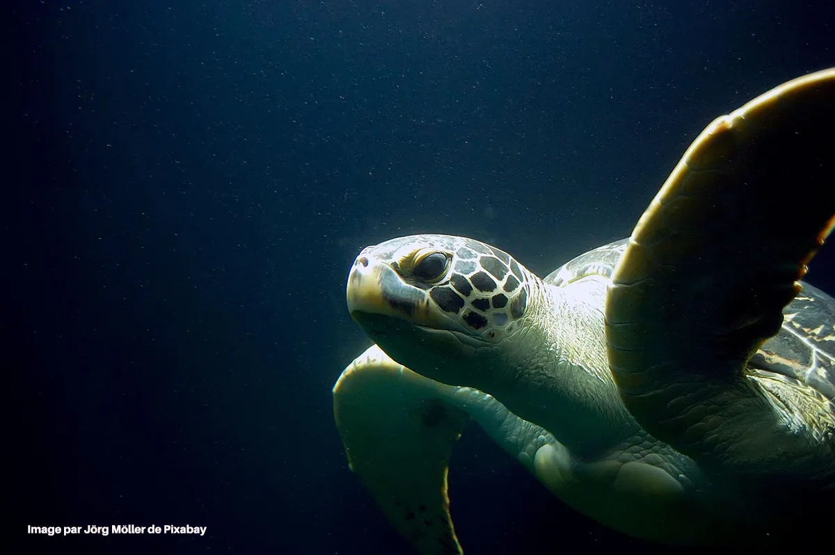 Ce que fait la France pour ses animaux menacés va vous surprendre