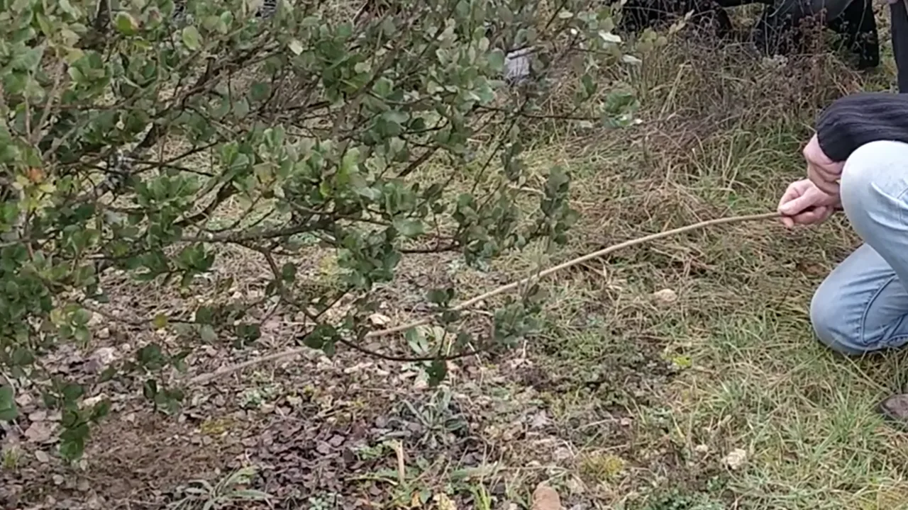 Comment un insecte de quelques grammes, bien plus modeste que le cochon, devient capable de dénicher des truffes depuis des siècles