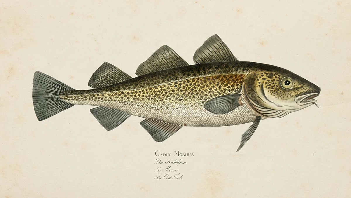 morue istock 522146932 crédits grafissimo